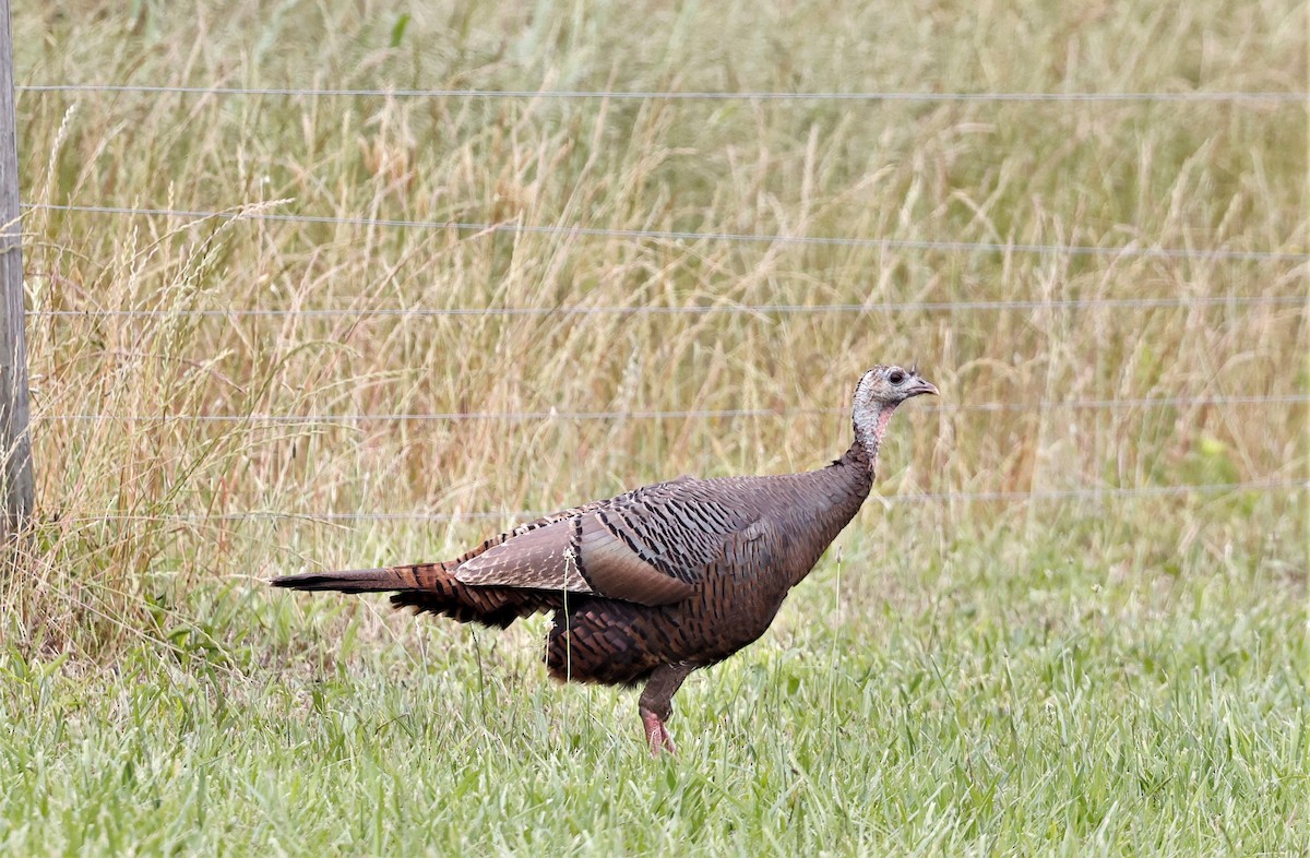 Wild Turkey - ML575172211