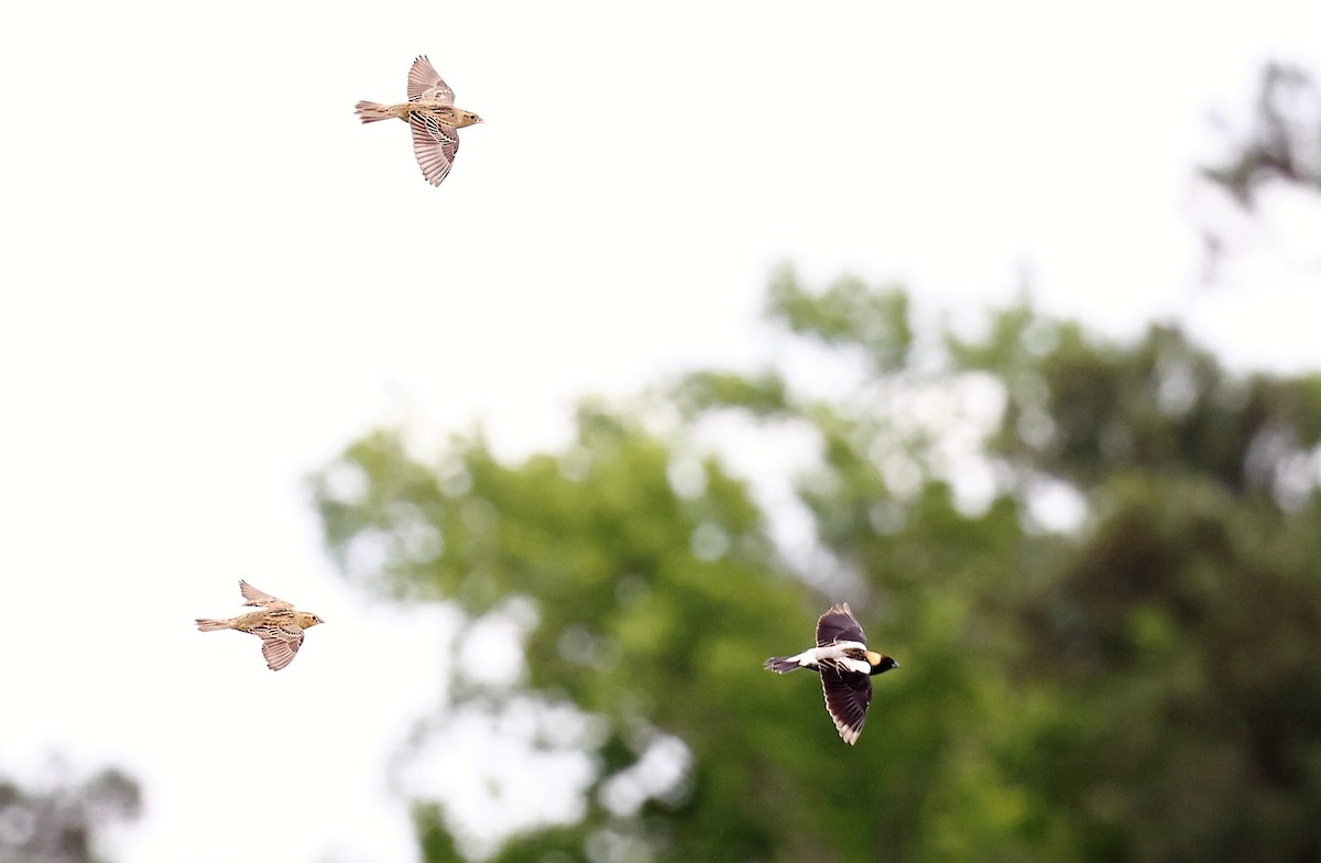 Bobolink - ML575172531