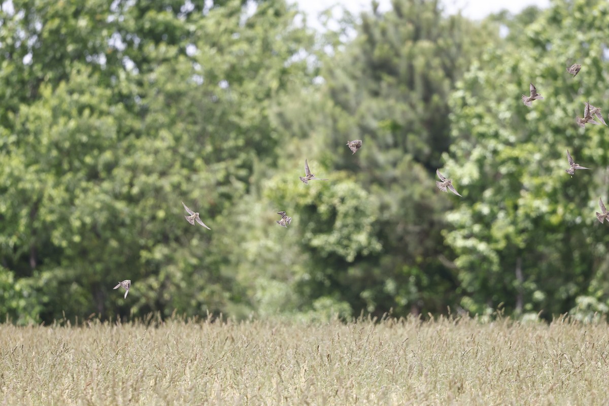 Bobolink - ML575172551