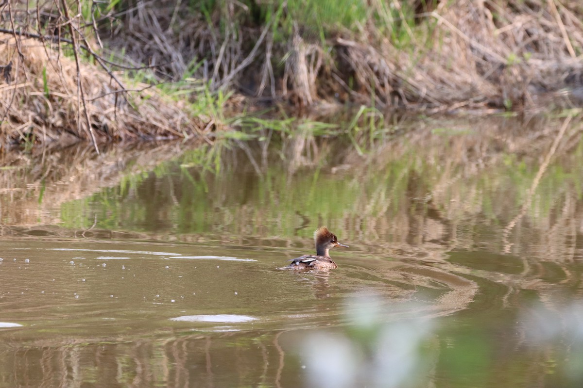 Hooded Merganser - Katrina Wilcox