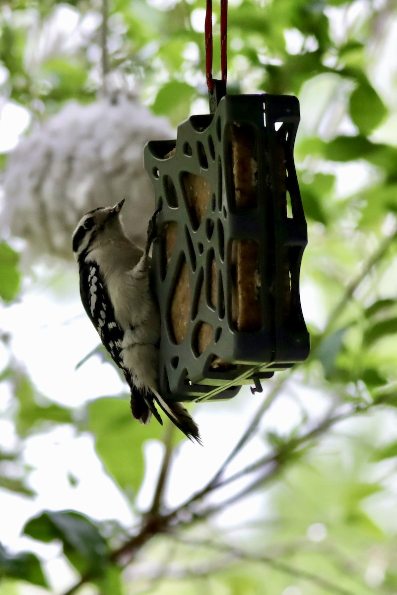 Downy Woodpecker - ML575173131