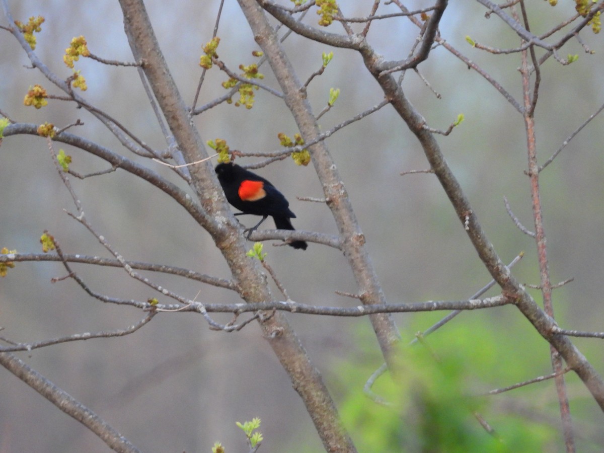 Red-winged Blackbird - ML575173481