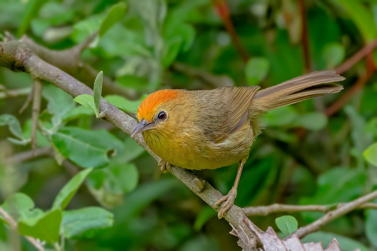 Rufous-capped Babbler - Rajkumar Das