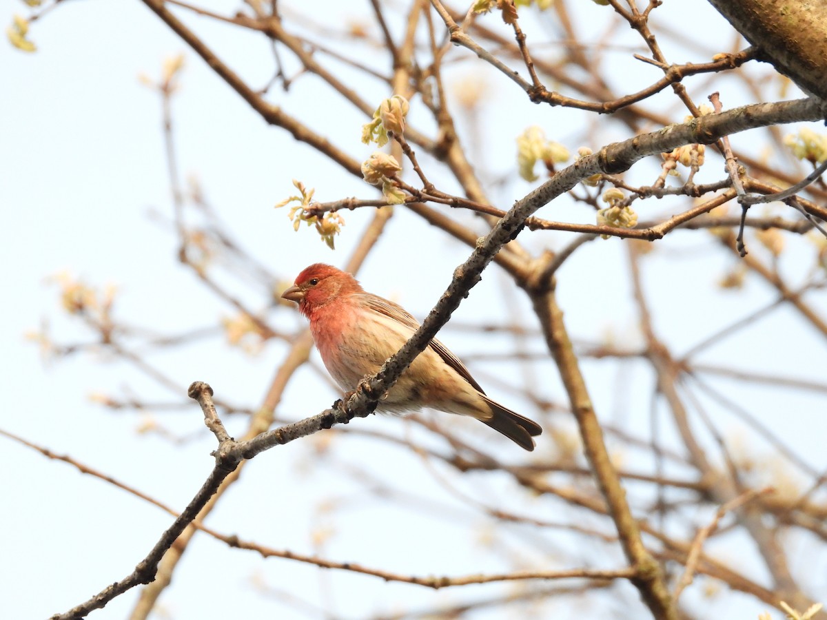 House Finch - ML575173941