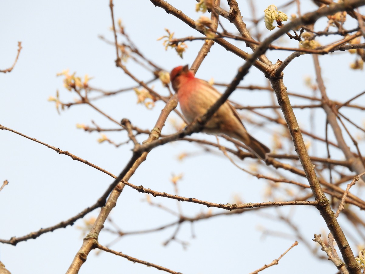 House Finch - ML575173971