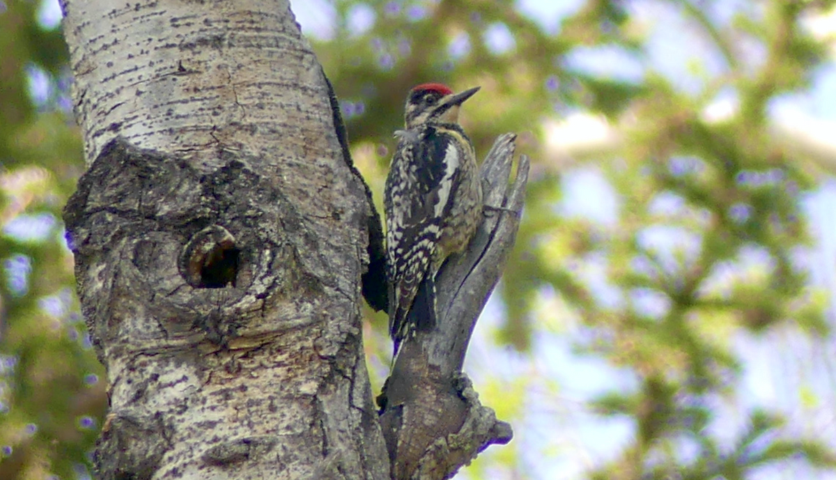 Yellow-bellied Sapsucker - ML575175771