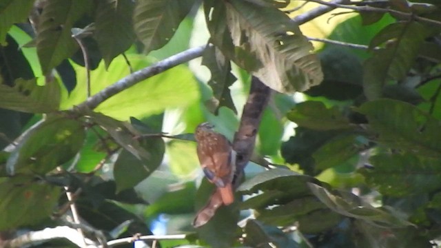 Slender-billed Xenops - ML575176311
