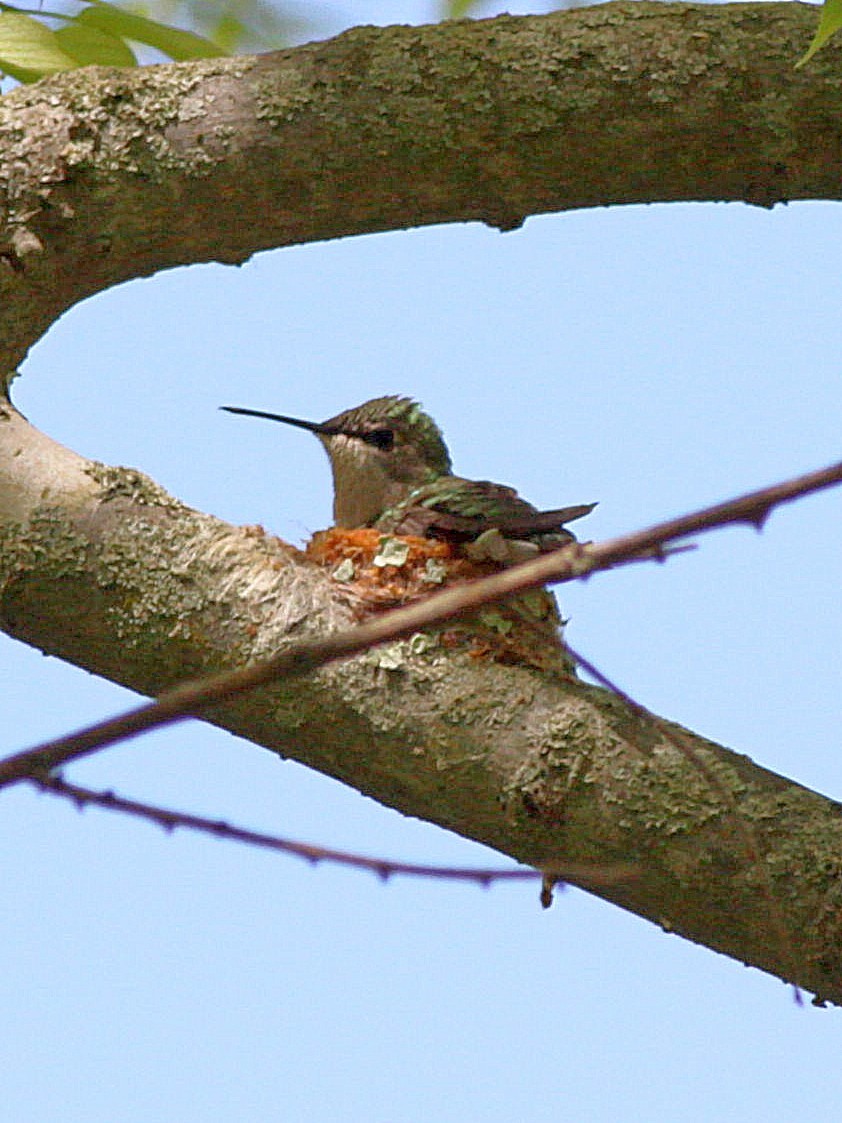 Colibri à gorge rubis - ML57517711