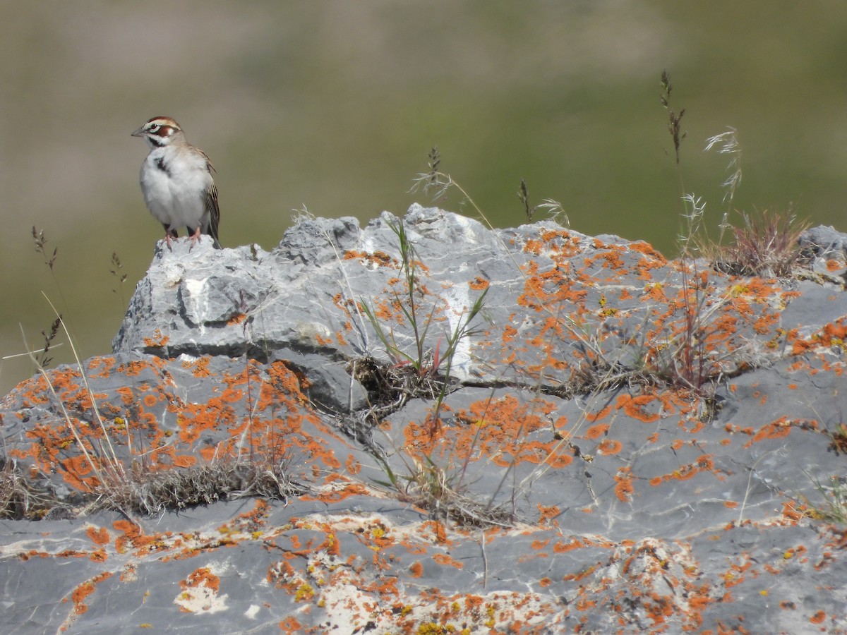 Lark Sparrow - ML575180281