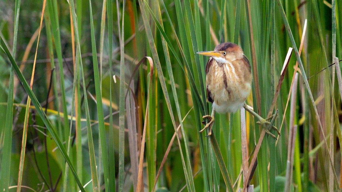 Least Bittern - Todd Kiraly