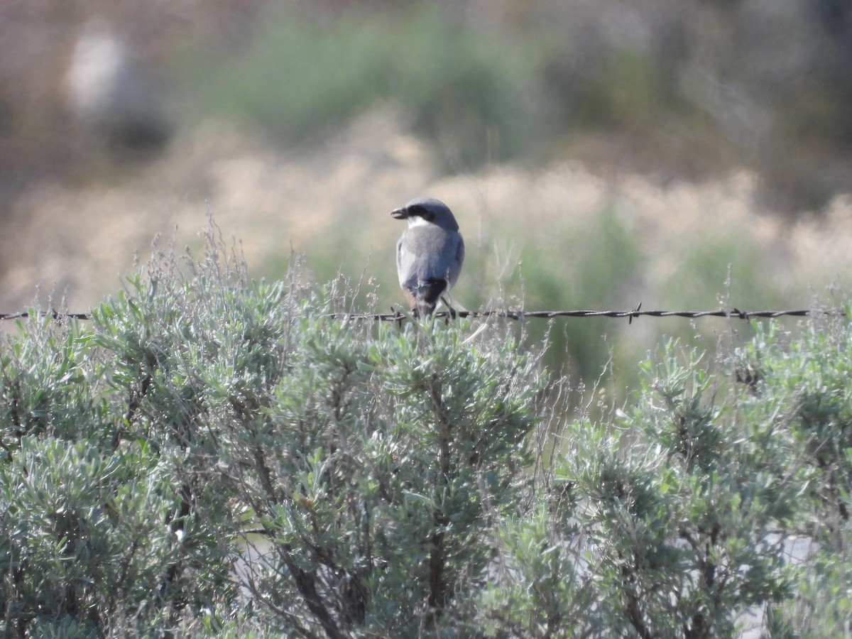 Loggerhead Shrike - ML575181421