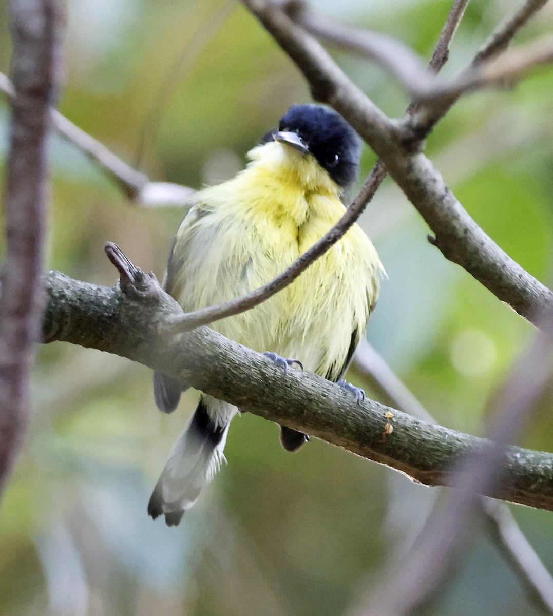 Common Tody-Flycatcher - ML575182351