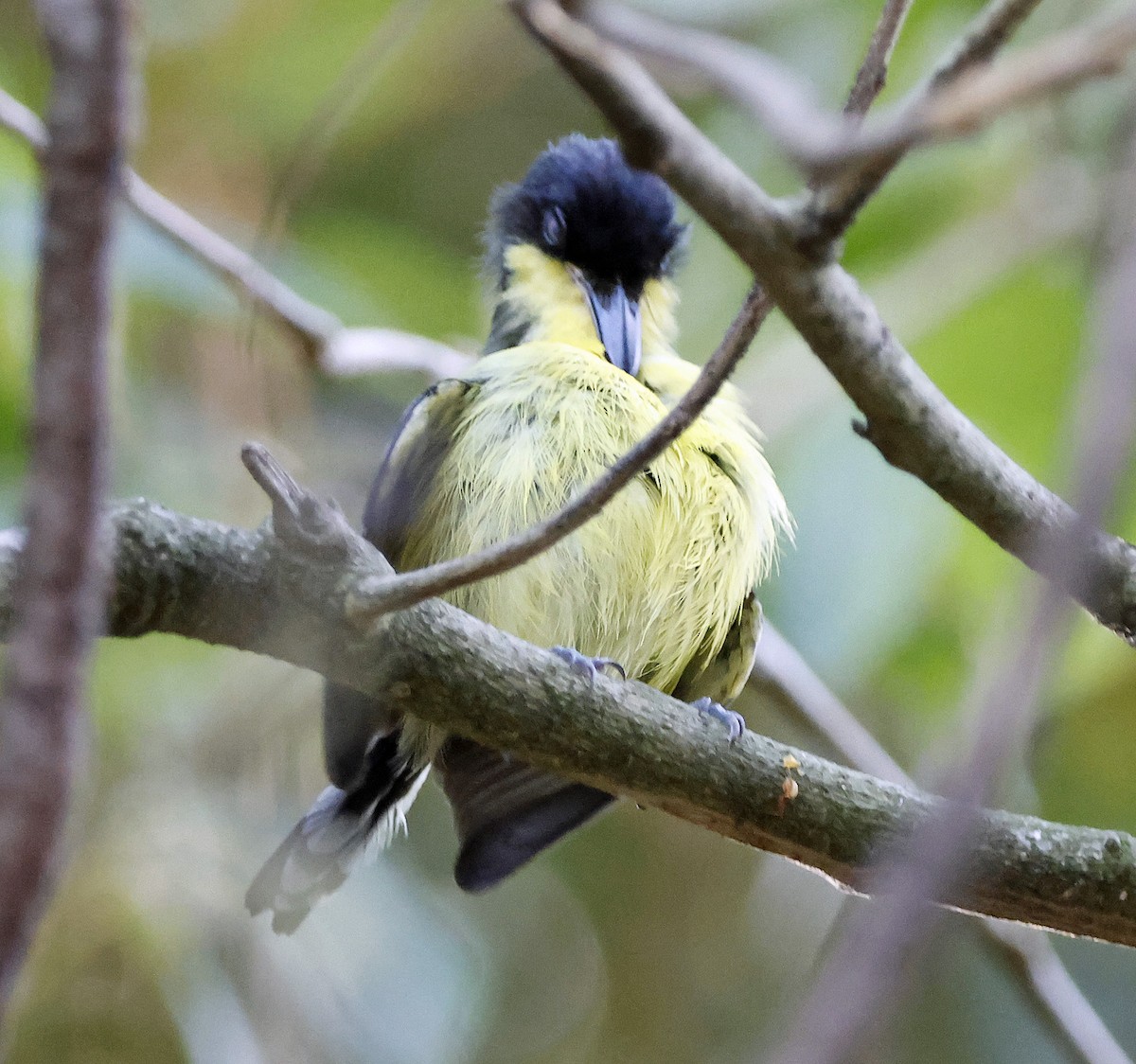 Common Tody-Flycatcher - ML575182501