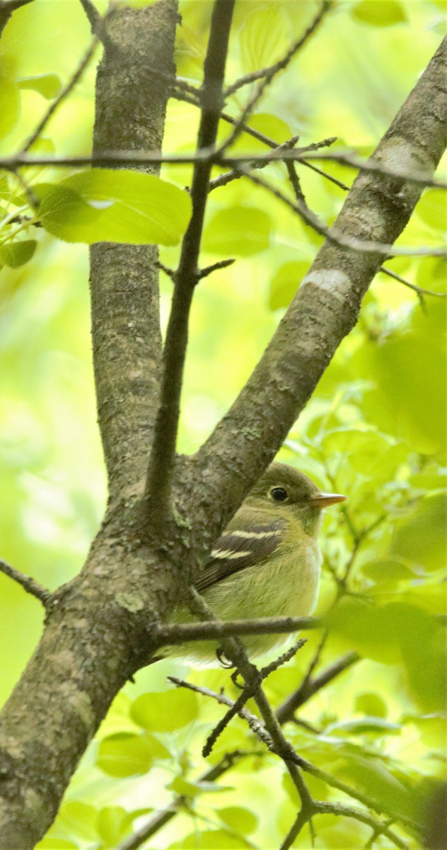 Yellow-bellied Flycatcher - ML575182681