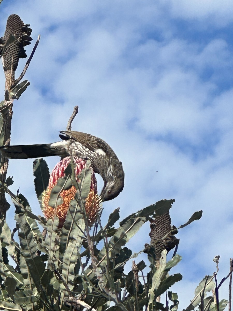 Western Wattlebird - ML575183321