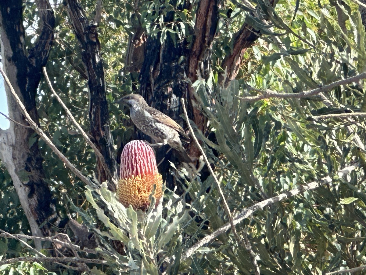 Western Wattlebird - ML575183351