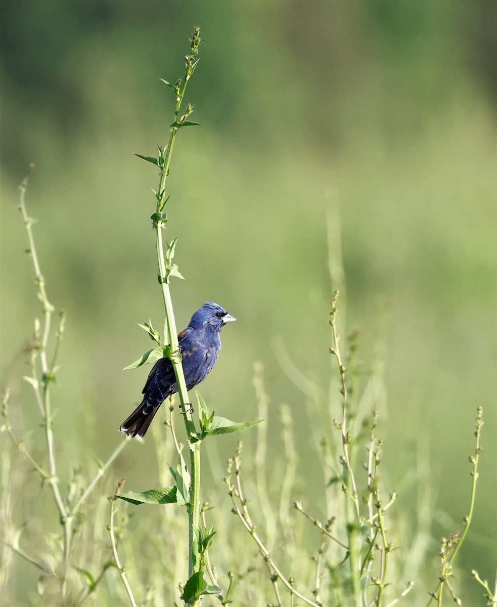 Blue Grosbeak - ML575184051