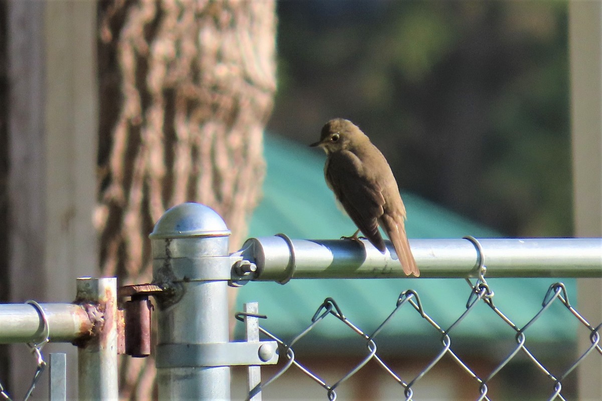 Hermit Thrush - ML575184511