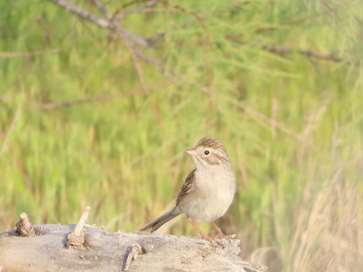 Brewer's Sparrow - ML575184611