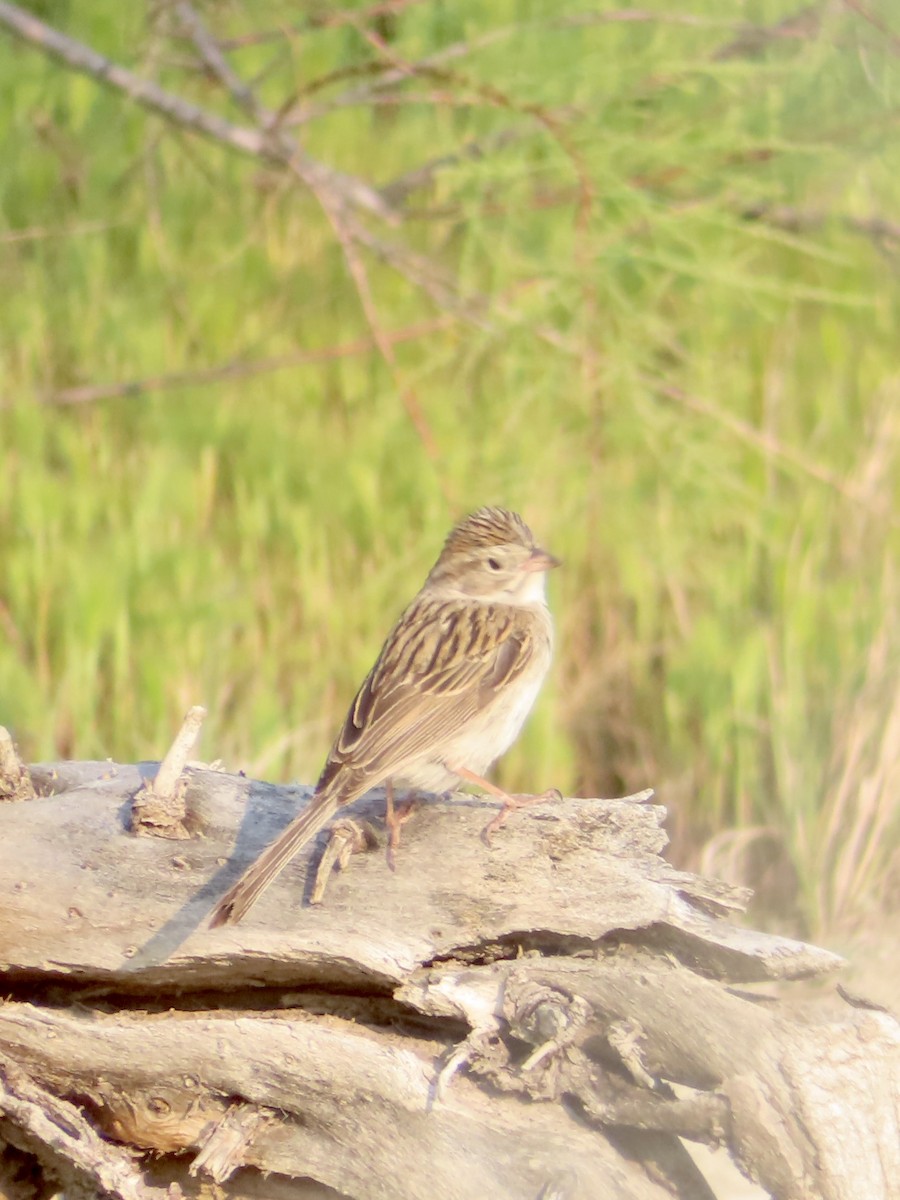 Brewer's Sparrow - ML575184621