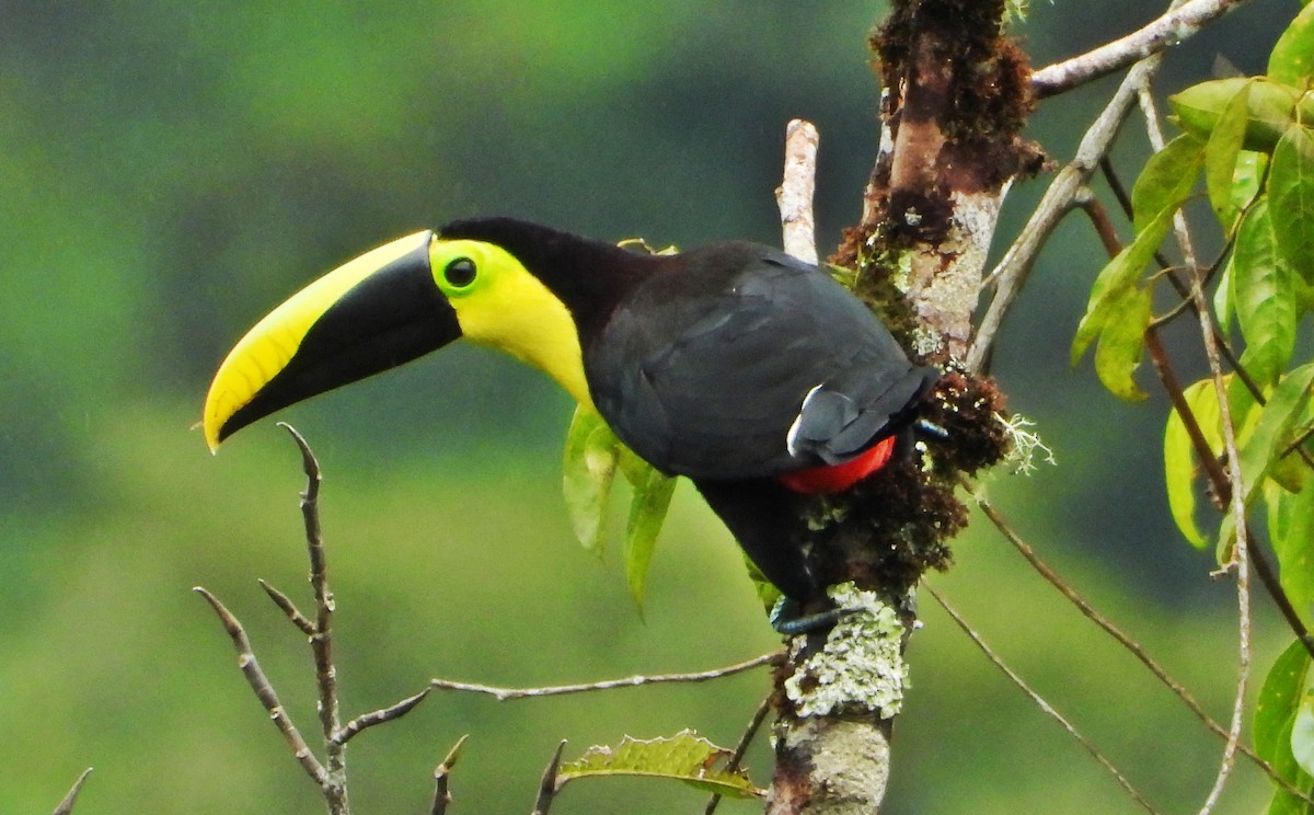 Yellow-throated Toucan - ML575184641
