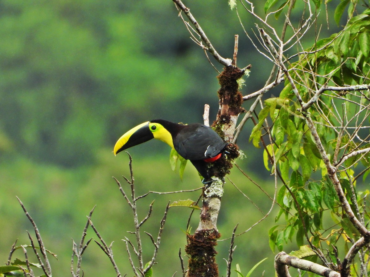 Yellow-throated Toucan - Amadeo Perdomo Rojas