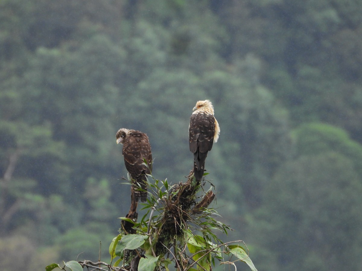 Yellow-headed Caracara - ML575184881