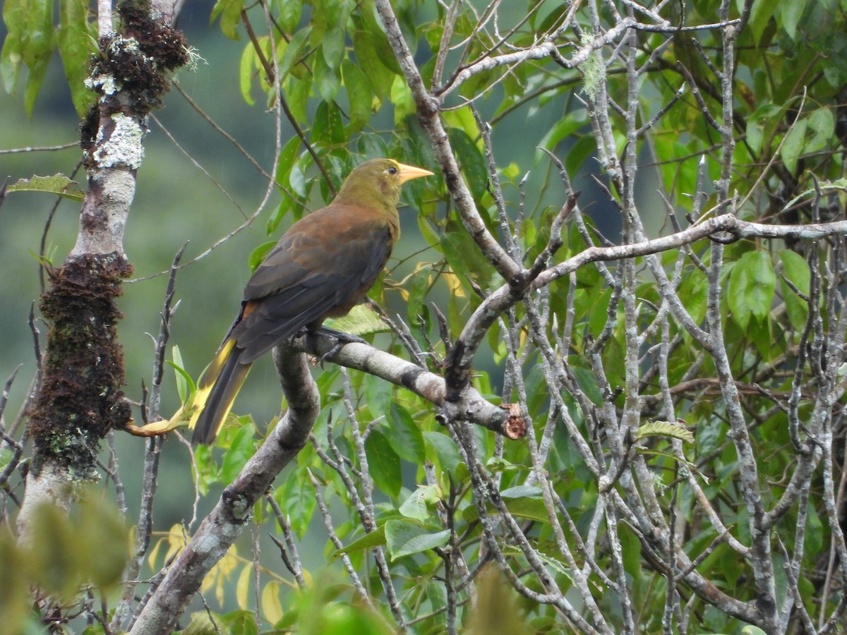 Russet-backed Oropendola - Amadeo Perdomo Rojas