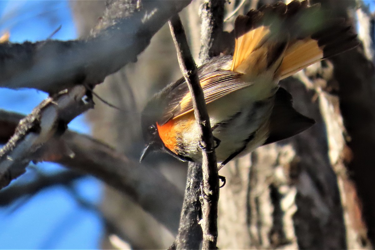 American Redstart - ML575185361