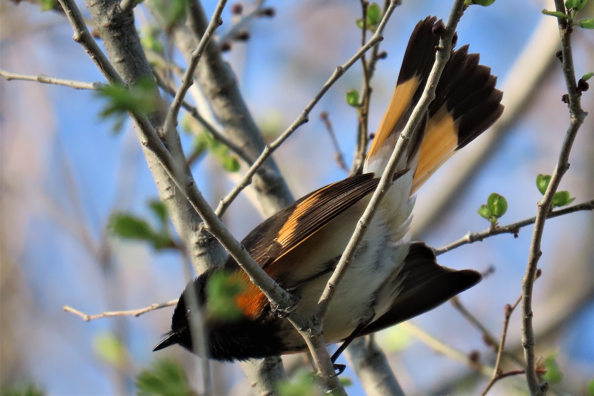 American Redstart - ML575185601