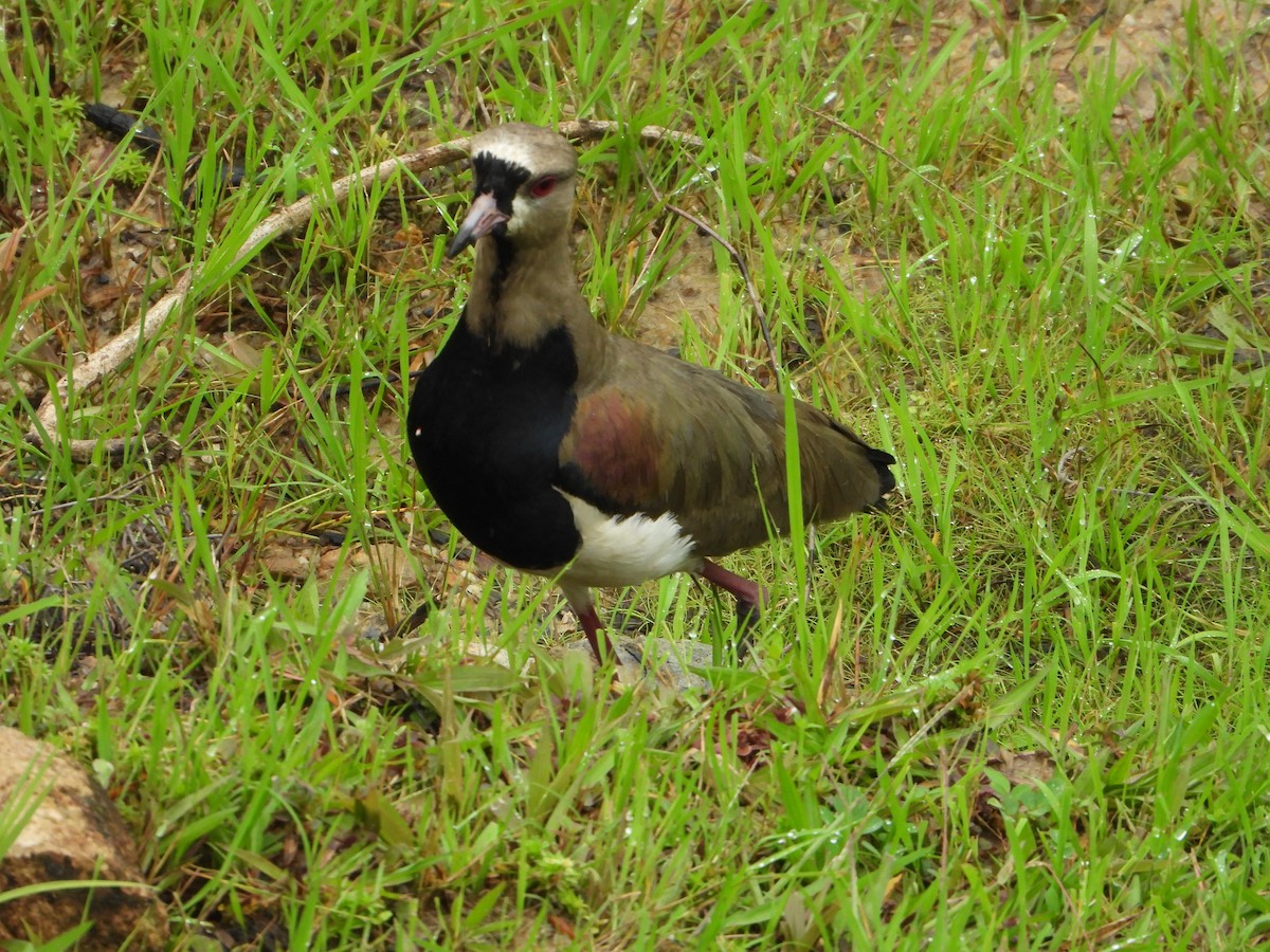 Southern Lapwing - Amadeo Perdomo Rojas