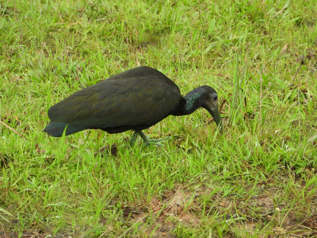 Green Ibis - ML575186451