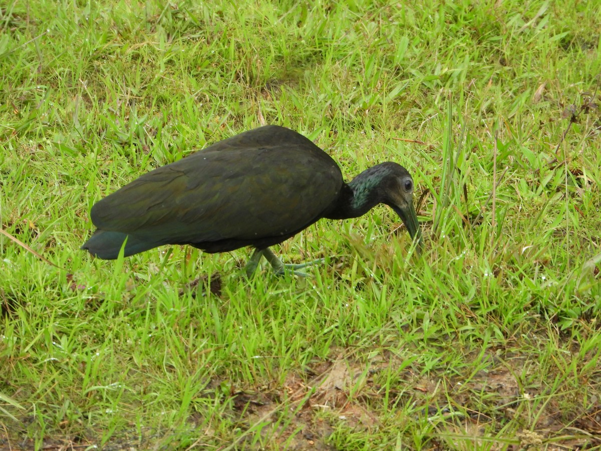 Green Ibis - Amadeo Perdomo Rojas