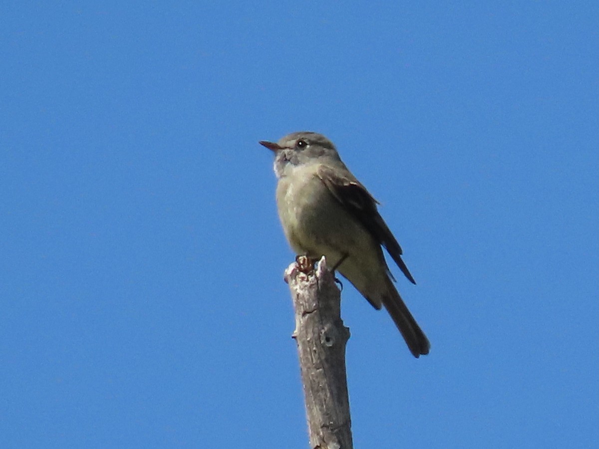 Hammond's Flycatcher - ML575187181