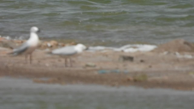 Slender-billed Gull - ML575187301