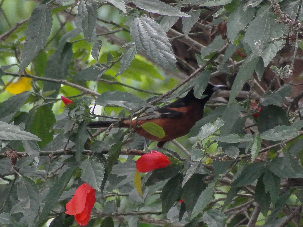 Orchard Oriole - ML575187761