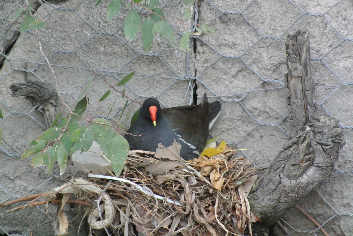 Common Gallinule - ML575187871