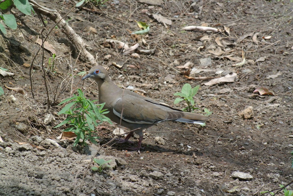 White-winged Dove - ML575188111