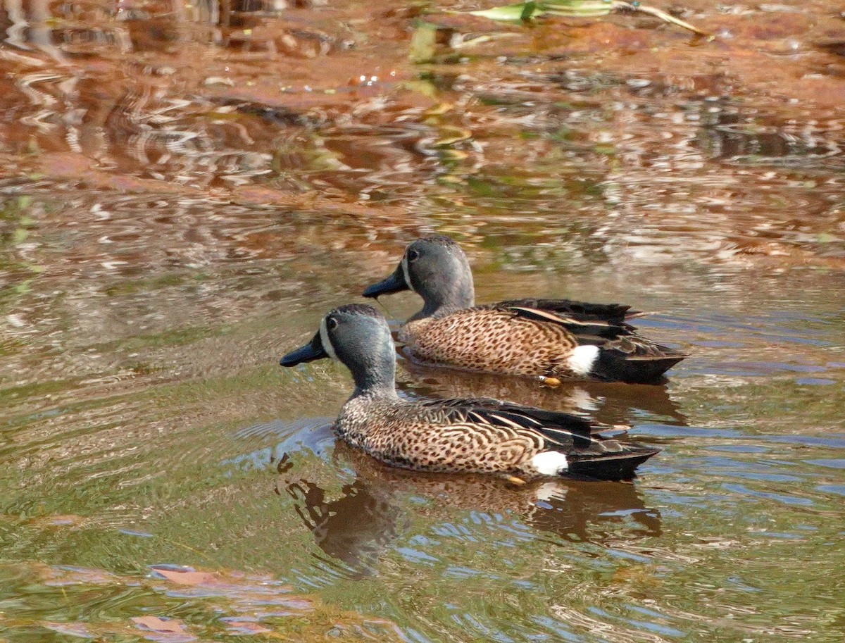 Blue-winged Teal - ML575189121