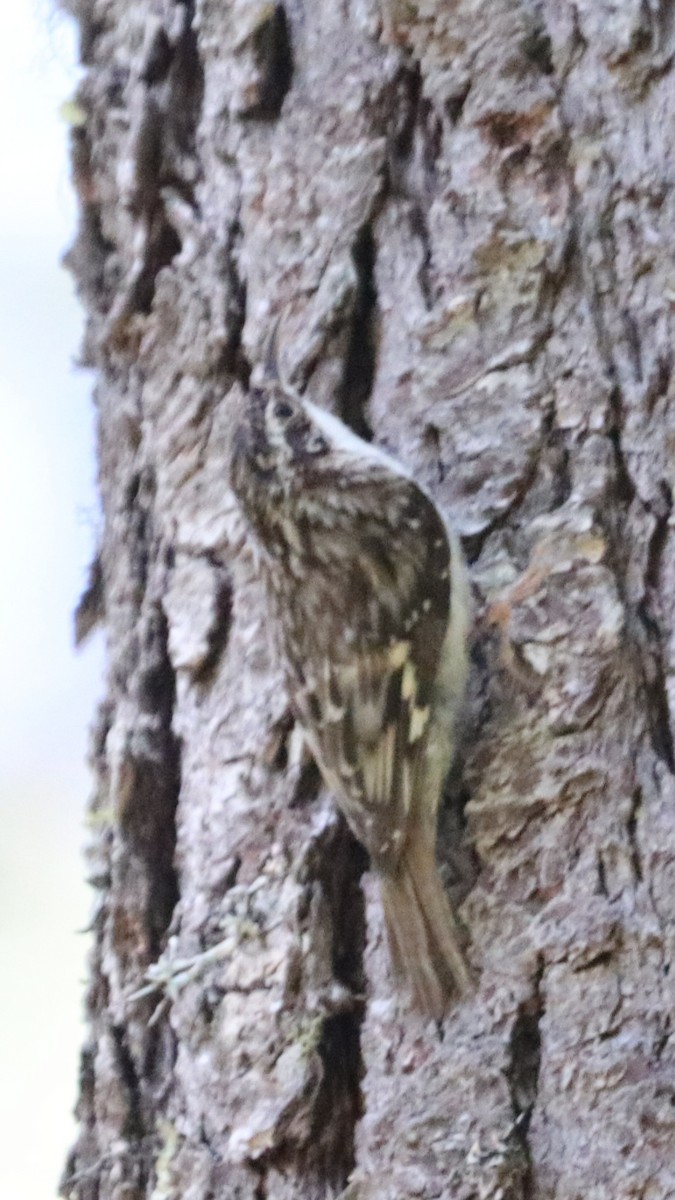 Brown Creeper - Daniel Bye