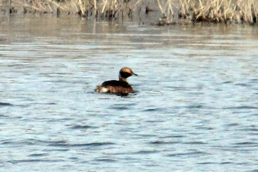 Horned Grebe - Amber Knieriem