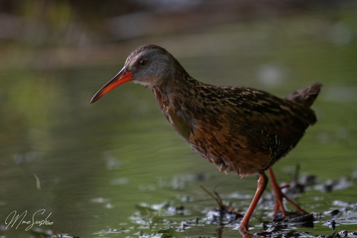 Virginia Rail - ML575191491