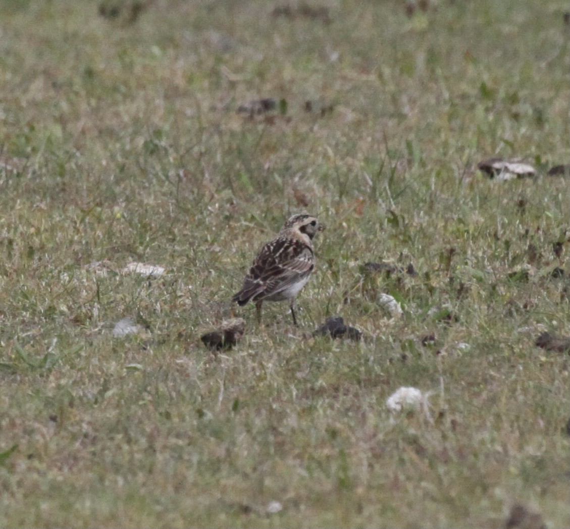 Lapland Longspur - ML575191781