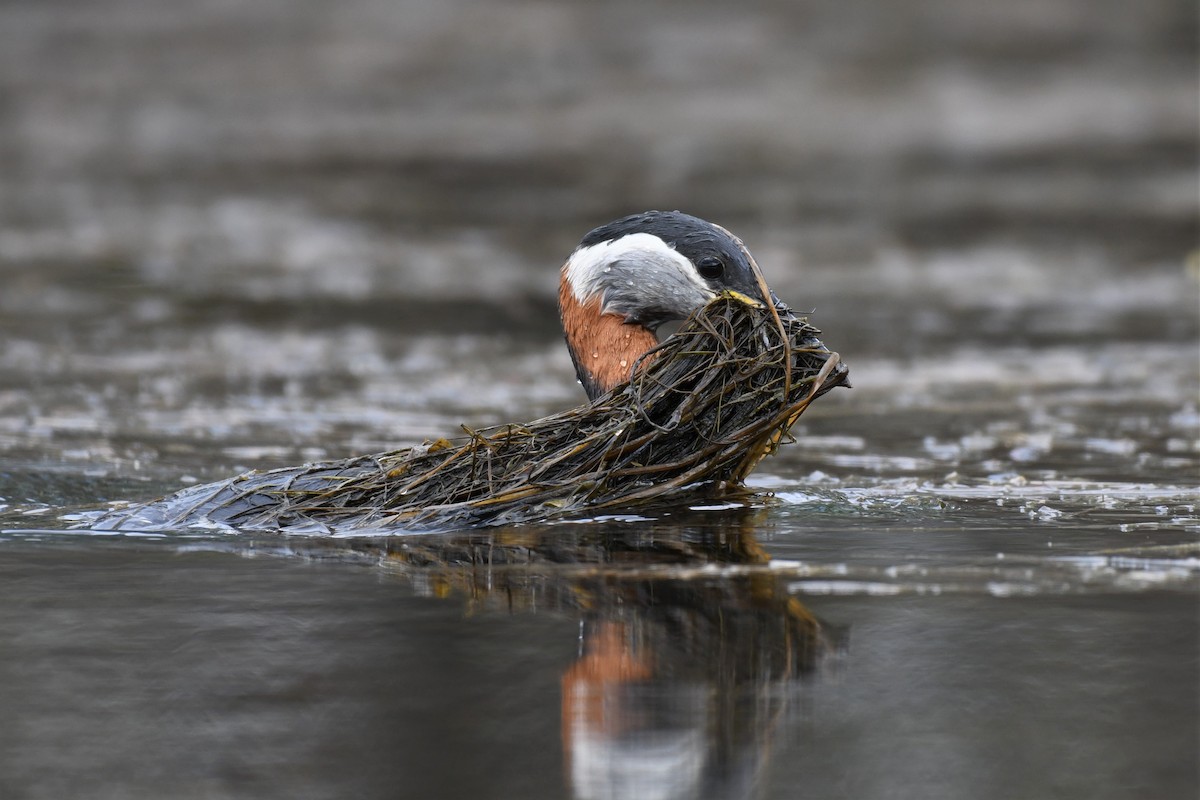 Red-necked Grebe - ML575192911