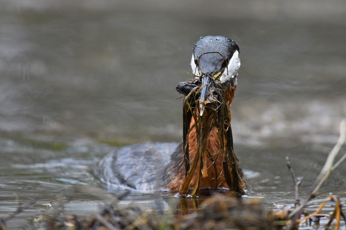 Red-necked Grebe - ML575192921