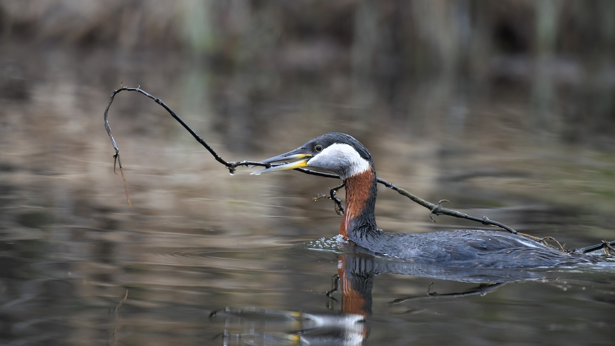 Red-necked Grebe - ML575192941