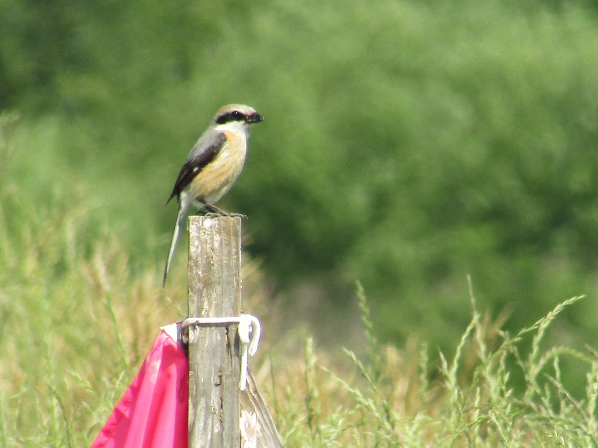 Bull-headed Shrike - ML575193181
