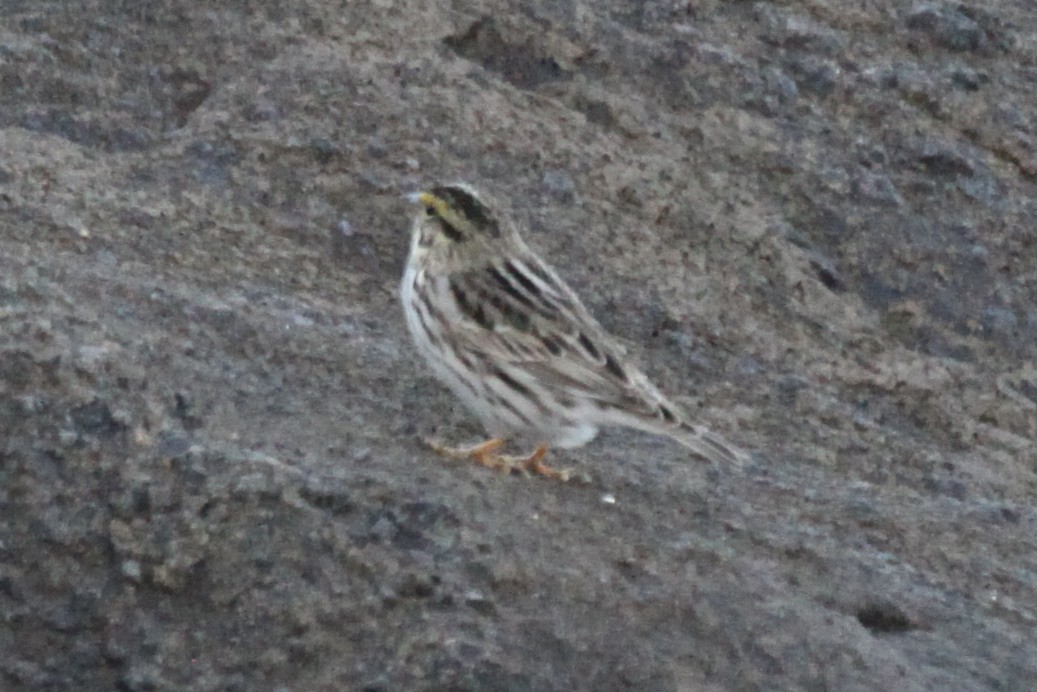 Savannah Sparrow - ML575193231