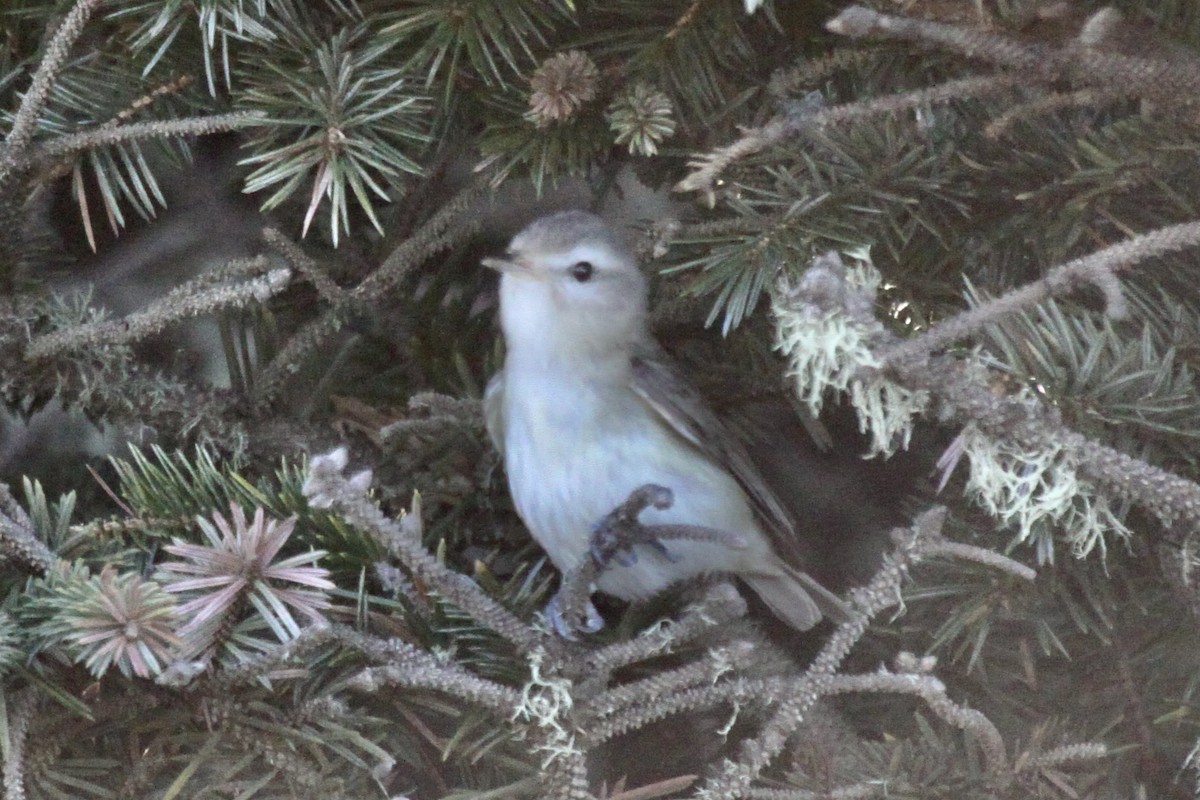 Warbling Vireo - ML575193361