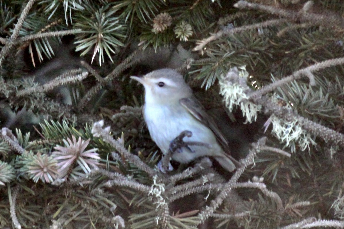 Warbling Vireo - ML575193371